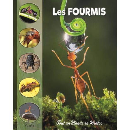 Les fourmis 1X (N / R) BRISÉ