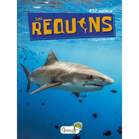 Les requins, P'tit curieux