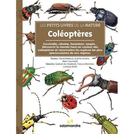 Coléoptères : coccinelle, cétoine, hanneton, taupin..