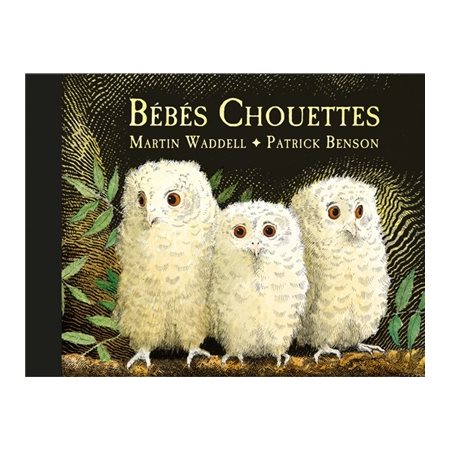 Bébés chouettes,