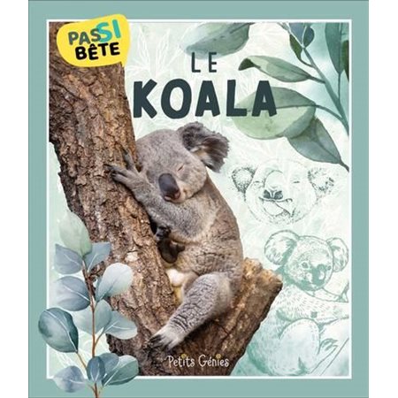 Le koala, Pas si bête