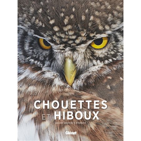 Chouettes et hiboux, Beaux livres