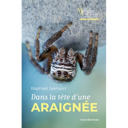 Dans la tête d'une araignée