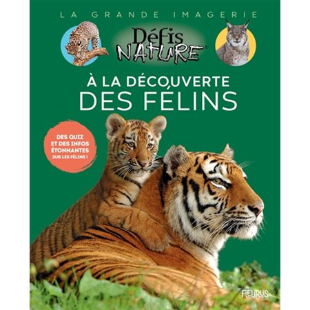 A la découverte des félins