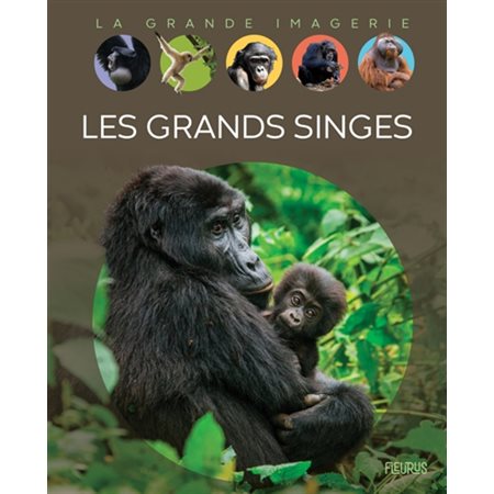 Les grands singes, La grande imagerie